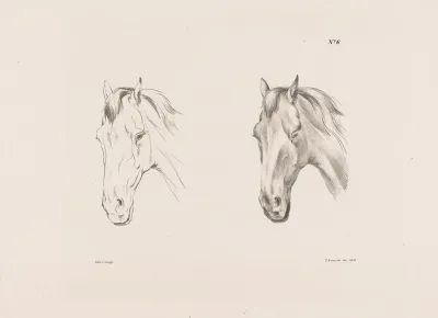 Twee Studies Van Een Paardenhoofd