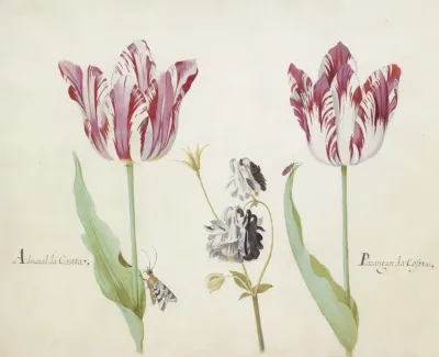 Twee Tulpen Met Akelei Nachtvlinder En Kever Admaral Da Costta Parangun Da Costta
