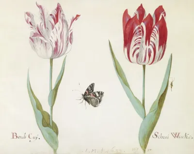 Twee Tulpen Met Atalanta En Krekel Bondt Cuy Schrai Wercker