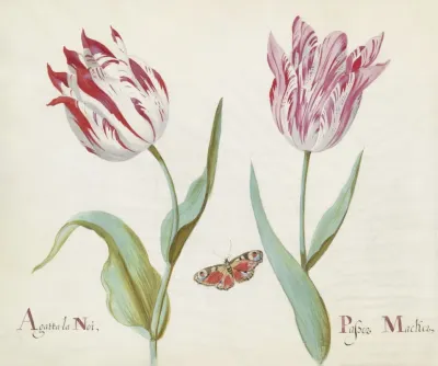 Twee Tulpen Met Dagpauwooog Agatta La Noi Passer Macker