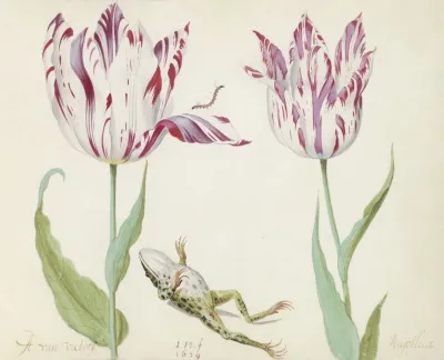 Twee Tulpen Met Dode Kiker En Rups A Van Victorij Angellica
