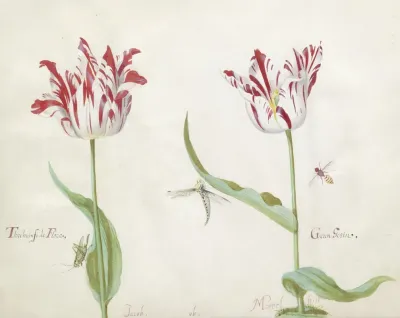 Twee Tulpen Met Drie Insecten Threhumfo De Flora Geren Gezin