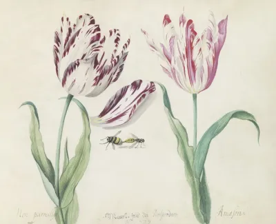 Twee Tulpen Met Hommel En Wesp Non Parreillije Amasona