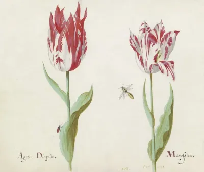 Twee Tulpen Met Kever En Wesp Agatta Diapollo Manassier