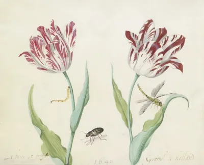 Twee Tulpen Met Kever Rups En Libelle