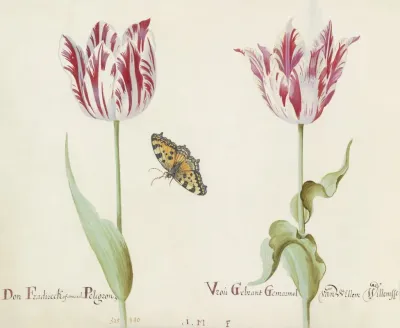 Twee Tulpen Met Kleine Vos Don Fradireck Of Amaral Pelegron Vrou Gebrant Gemarmol Van Willem Willemssen