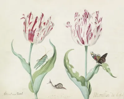 Twee Tulpen Met Krekel Slak En Vlinder Admiral Van Rissel Morrillon Da Costa