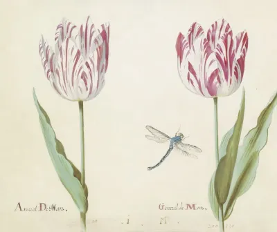 Twee Tulpen Met Libelle Amaral De Man General De Man