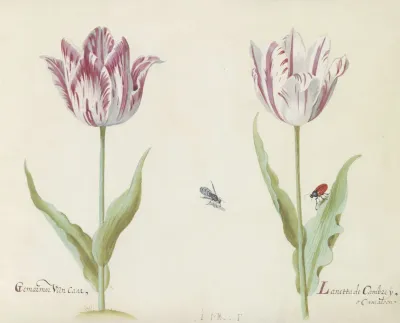 Twee Tulpen Met Mug En Kever Gemarmor Van Caar Lanetta De Cambrey