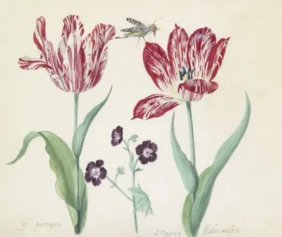 Twee Tulpen Met Ooievaarsbek En Insect G Parragun Flabuiansen