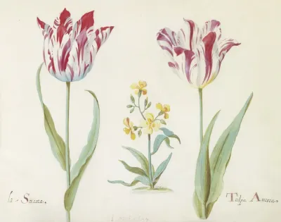 Twee Tulpen Met Plant Uit De Kruisbloemenfamilie La Sesarea Tulpa Aurora