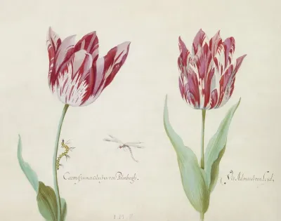 Twee Tulpen Met Rups En Waterjuffer Carmesijn Met Colonbijn Van Polonburgh Viz Admaral Van Leijden