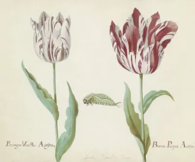 Twee Tulpen Met Rups Parangun Vizo Rei Acosta Broene Purper Acosta