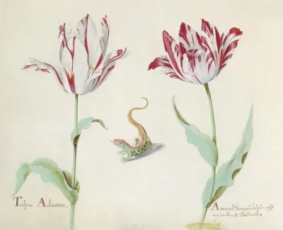 Twee Tulpen Met Salamander Tulpa Adrianus Amaral General Delphs