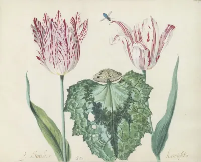 Twee Tulpen Met Schelp En Groot Blad P Schilter Kamuseta