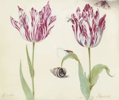 Twee Tulpen Met Schelp Kever Vlieg En Vlinder Minerva G Standart