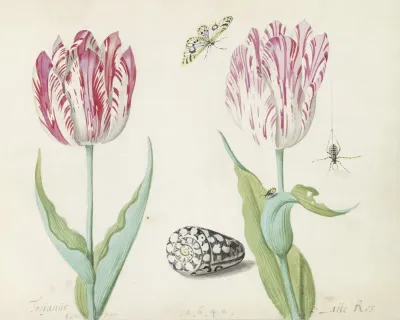 Twee Tulpen Met Schelp Vlinder Spin En Lieveheersbeestje