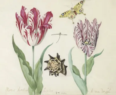 Twee Tulpen Met Schelp Waterjuffer En Vlinder Marcus Aurellius Augustus A Van Der Pul