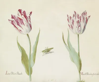 Twee Tulpen Met Sprinkhaan Lat Blein Berch Vruch Bleinbergh Catelein