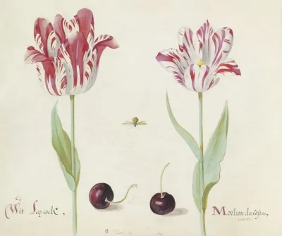 Twee Tulpen Met Twee Kersen En Bij Wit Laprock Morlion Da Costa