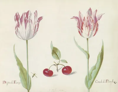 Twee Tulpen Met Twee Kersen En Vlieg Delphin De Franca Conde De Flandez