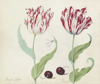 Twee Tulpen Met Twee Morellen En Waterjuffer Morgen Stern Augusta