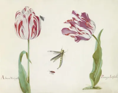 Twee Tulpen Met Vlieg Libelle En Kever Admaral Vanden Eijck Parangun Liphcks