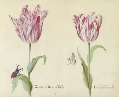 Twee Tulpen Met Vliegend Hert En Vlinder Zussen De General Bol Conde De Holandt