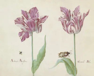 Twee Tulpen Met Vliegende Kever En Beervlinder Amberez Acosta General Bol
