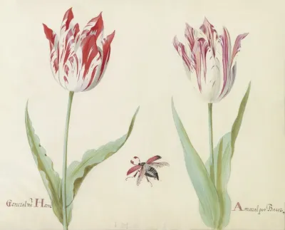 Twee Tulpen Met Vliegende Kever General Van Horne Amaral Pot Bacer