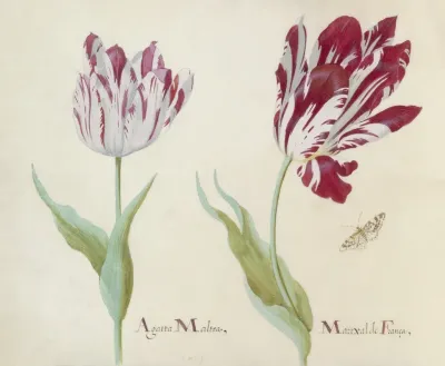Twee Tulpen Met Vlinder Agatta Maltea Marixal De Franca