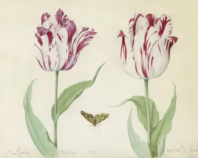 Twee Tulpen Met Vlinder General Sipion Victorij General De France