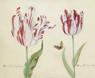 Twee Tulpen Met Vlinder General Suri Cathelyn General Van Der Eyck