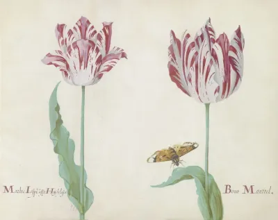 Twee Tulpen Met Vlinder Marbre Laspe Offt Hoijdelifes Bont Manttel