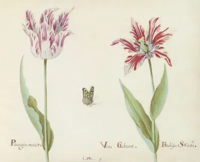 Twee Tulpen Met Vlinder Parangun Maiut Vrou Gebrant Brabason Swarts