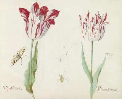 Twee Tulpen Met Vlinder Vlieg En Spinnenweb Tulpa Voor Windt Princepe Dacosta