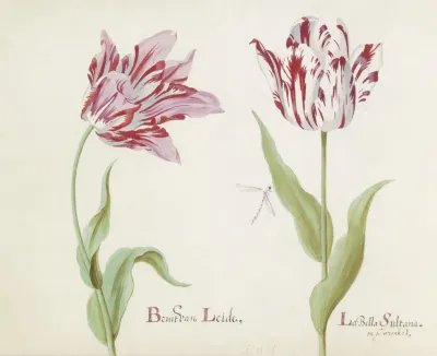 Twee Tulpen Met Waterjuffer Bruit Van Leide La Bella Sultana