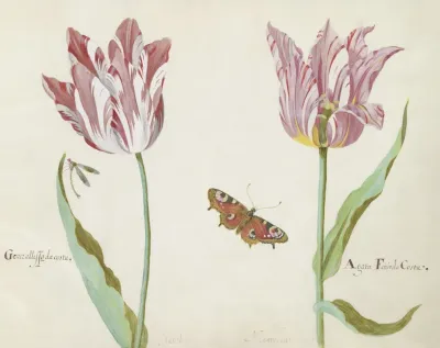 Twee Tulpen Met Waterjuffer En Dagpauwoog Generallisso Da Costa Agata Fenis Da Costa