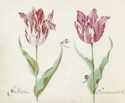 Twee Tulpen Met Waterjuffer En Slak Wit Schilder Germarmol Van Der Heick