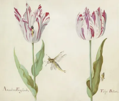 Twee Tulpen Met Waterjuffer En Sprinkhaan Amaral Van Engelandt Tulpa Bellart