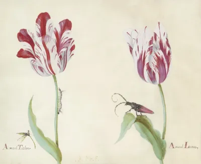 Twee Tulpen Met Waterjuffer Rups En Kever Amaral Tarlon Amaral Latun