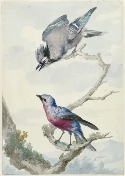 Twee Vogels Een Blauwe Gaai En Een Purperborstcotinga