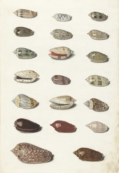 Twenty Tropical Shells