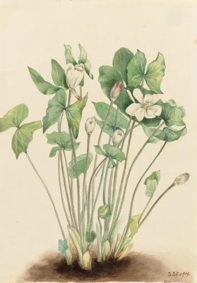 Twinleaf Jeffersonia Diphylla 2