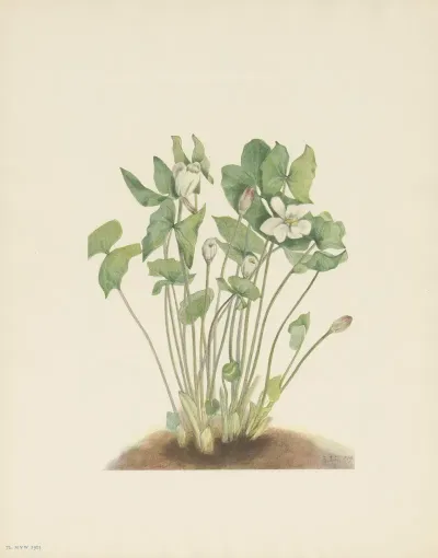 Twinleaf Jeffersonia Diphylla 3