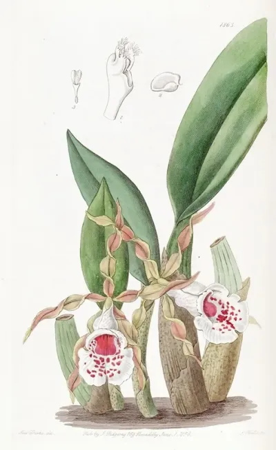 Twisted Petalled Trichopilia