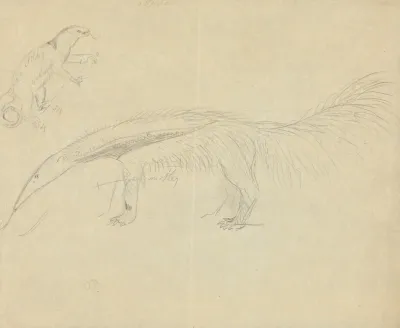 Two Anteaters