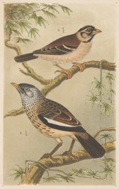 Two Birds On Branches
