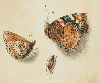 Two Butterflies And Another Insect