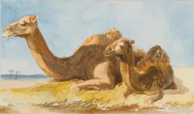 Two Camels